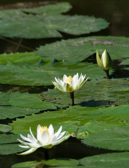 glen-carrie-dMr95JKFX3M-unsplash